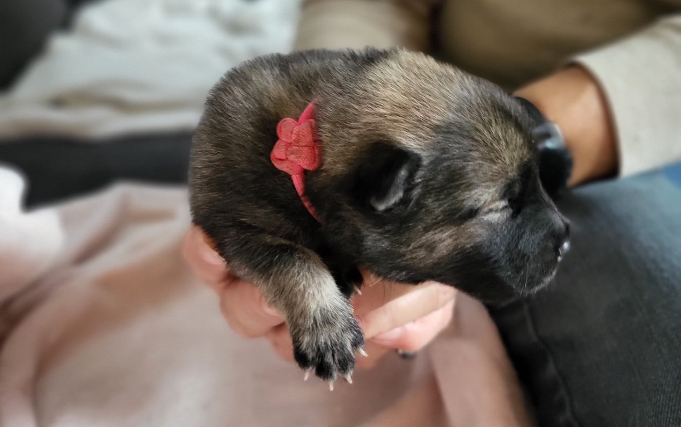 Chiot N°7 miss rose