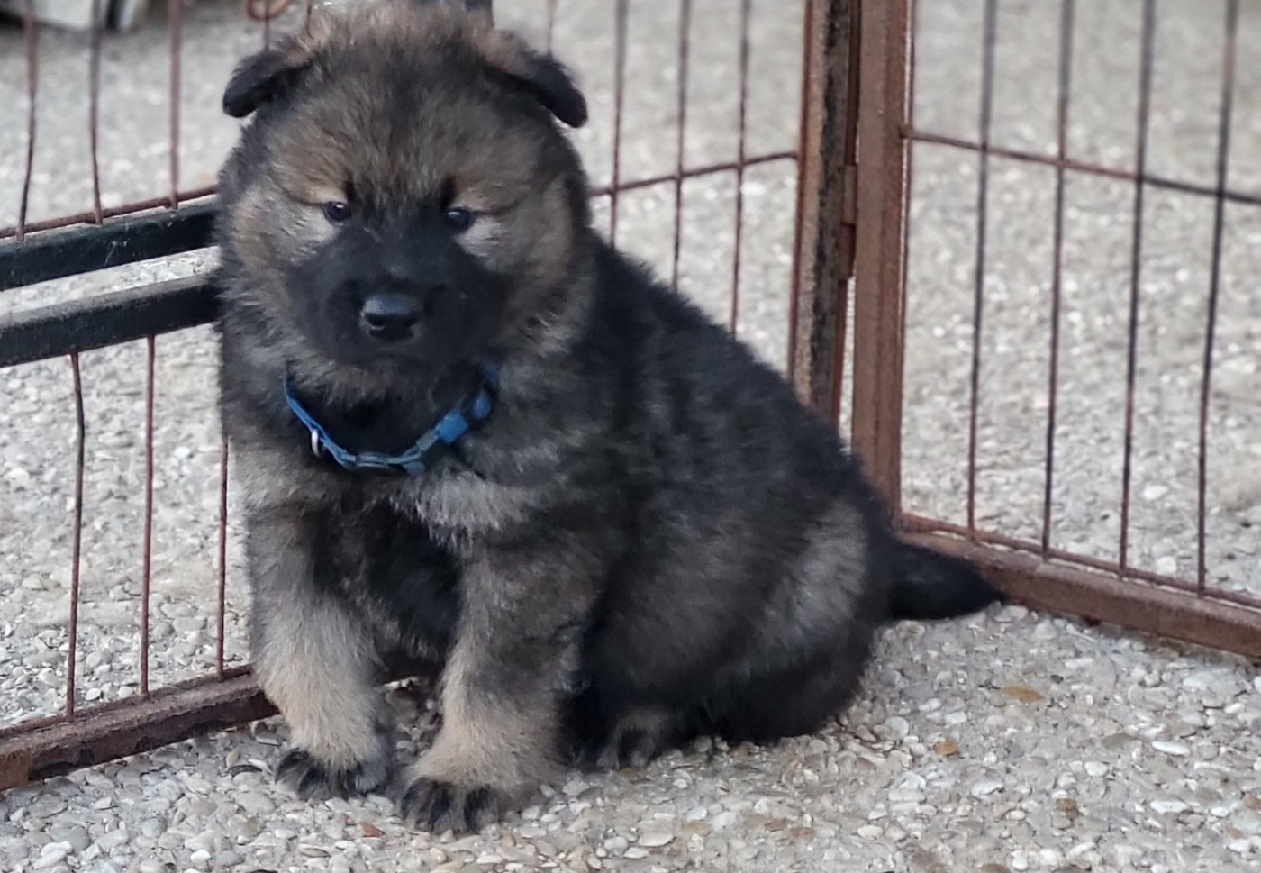 CHIOT 4 Mr bleu foncé