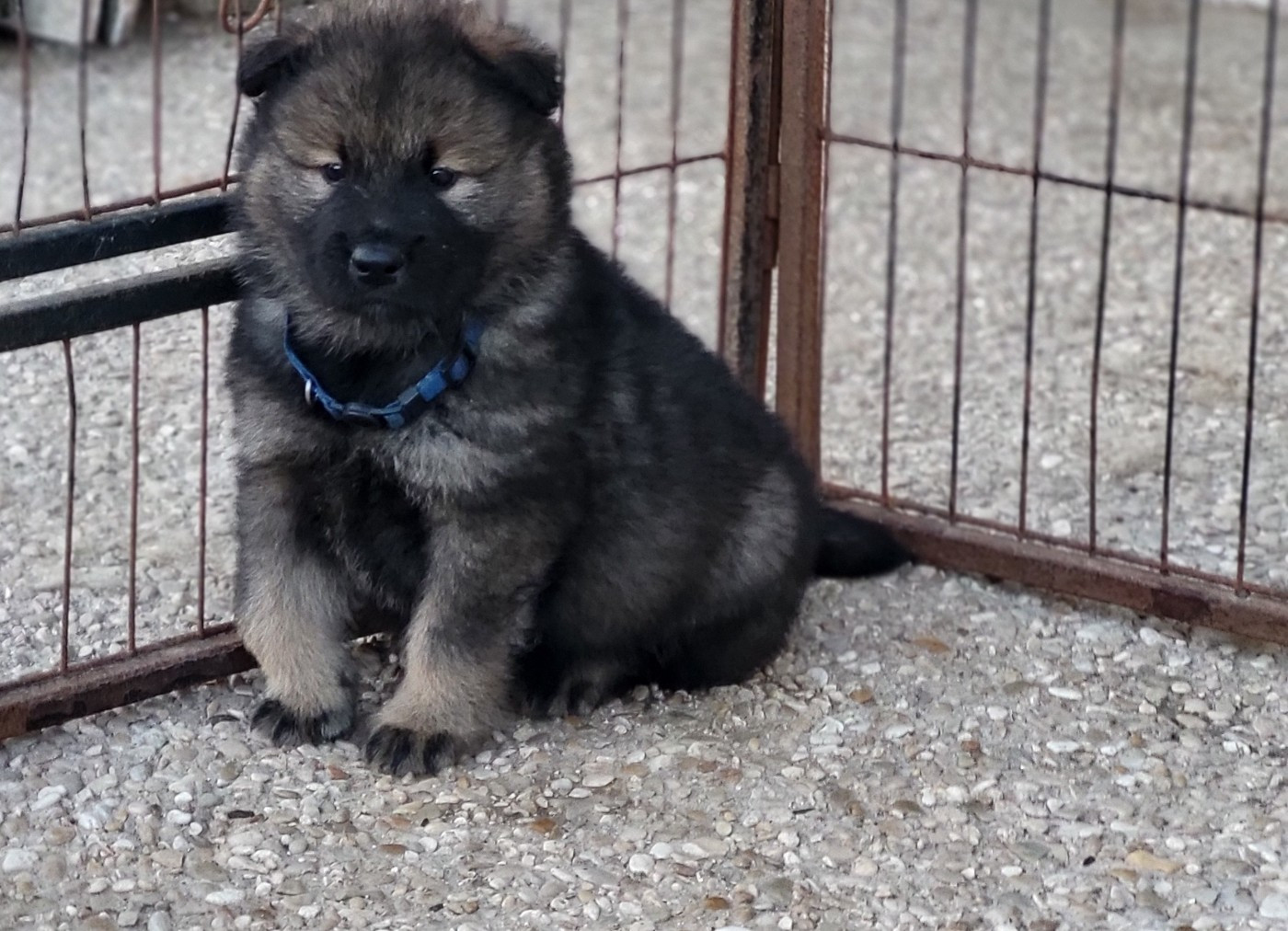 CHIOT 4 Mr bleu foncé