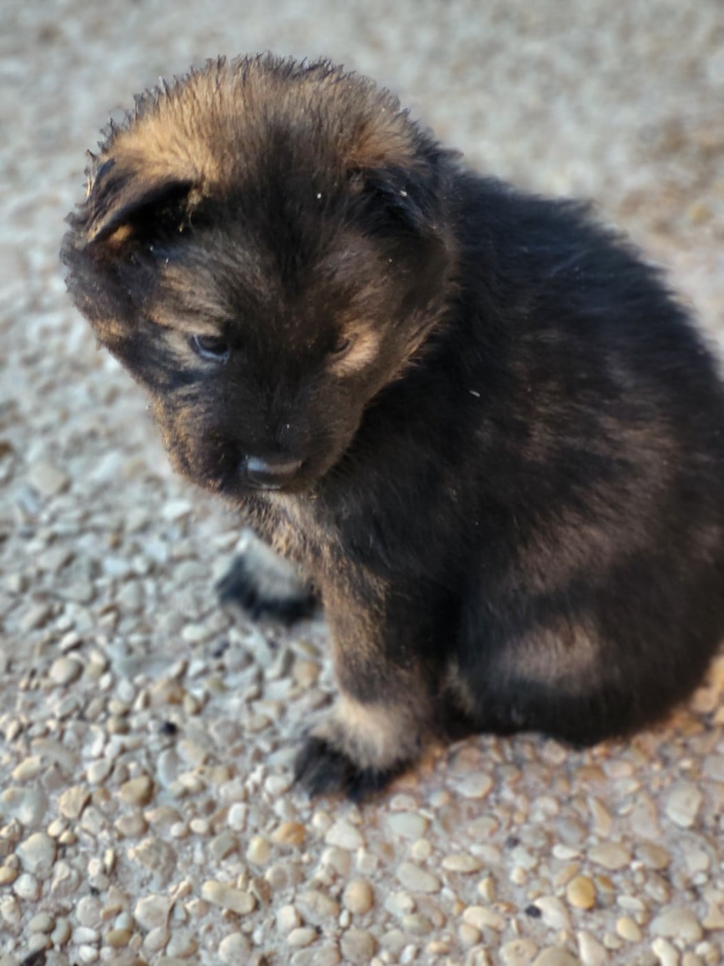 CHIOT 7 miss violette