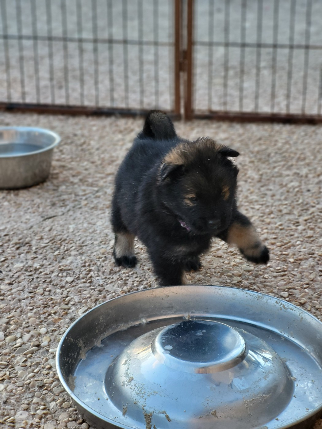 CHIOT 7 miss violette