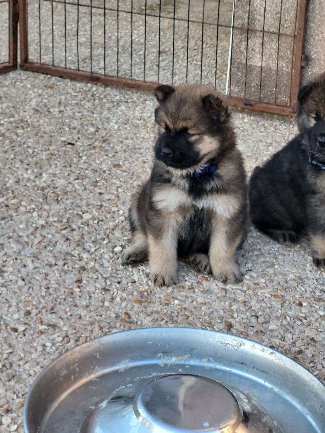 CHIOT 3 Mr bleu clair