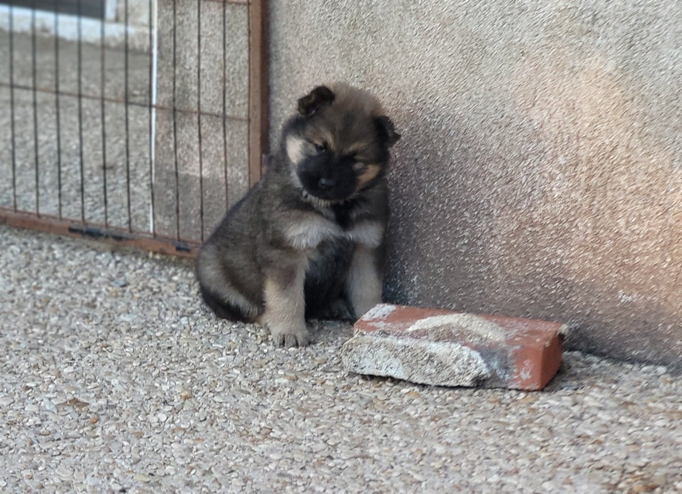 CHIOT 3 Mr bleu clair