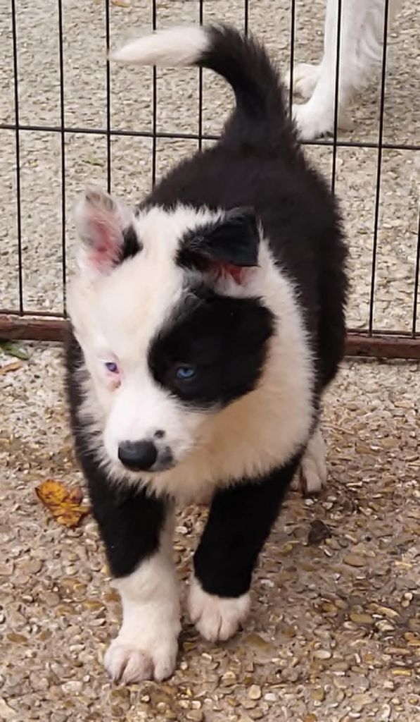 Laika de iakoutie - Du Domaine De Grande Esperance