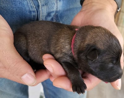 Les chiots de Eurasier