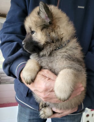Les chiots de Eurasier