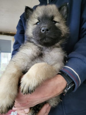 Les chiots de Eurasier