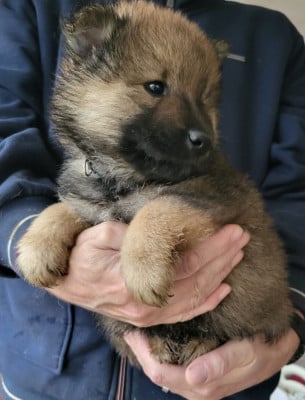 Les chiots de Eurasier