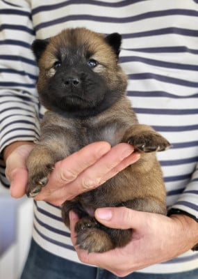Les chiots de Eurasier
