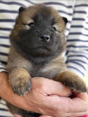 Les chiots de Eurasier