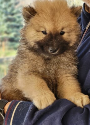 Les chiots de Eurasier