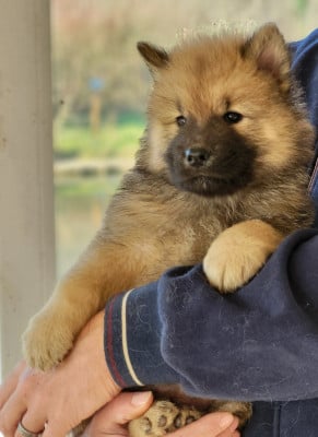 Les chiots de Eurasier