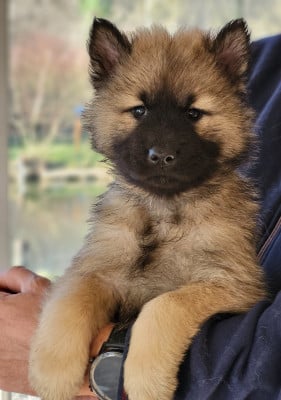 Les chiots de Eurasier