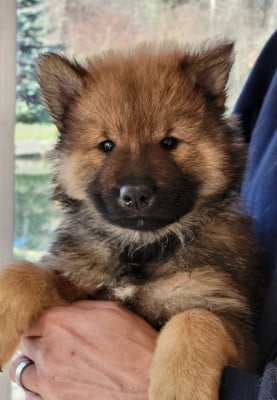 Les chiots de Eurasier