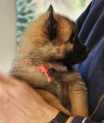 Les chiots de Eurasier