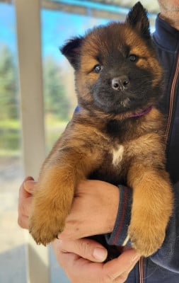 Les chiots de Eurasier