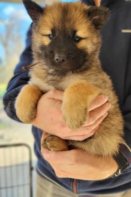 Les chiots de Eurasier