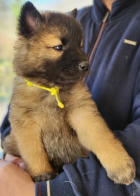 Les chiots de Eurasier