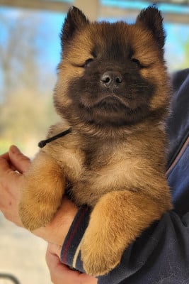 Les chiots de Eurasier
