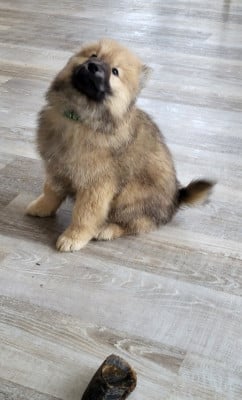 Les chiots de Eurasier