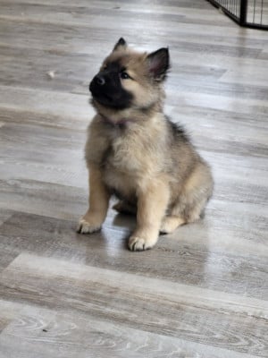 Les chiots de Eurasier