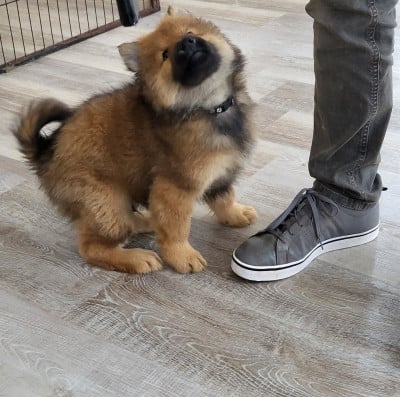 Les chiots de Eurasier