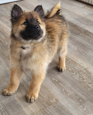 Les chiots de Eurasier