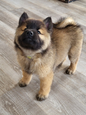 Les chiots de Eurasier