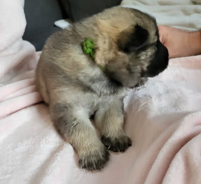 Les chiots de Eurasier