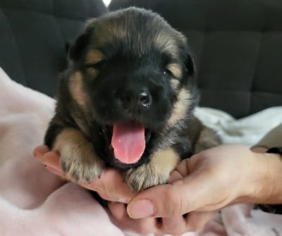 Les chiots de Eurasier