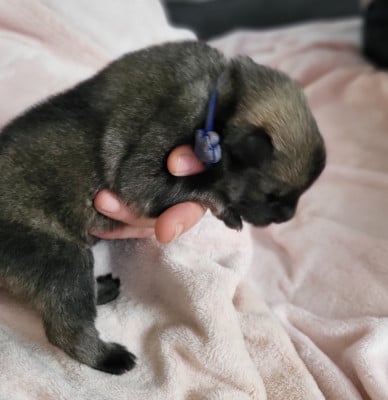 Les chiots de Eurasier