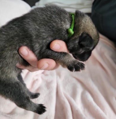 Les chiots de Eurasier