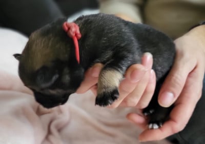 Les chiots de Eurasier