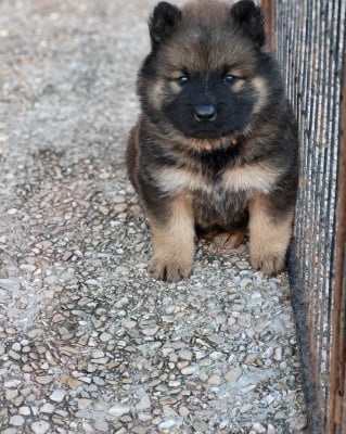 Les chiots de Eurasier