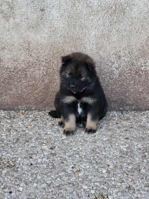 Les chiots de Eurasier