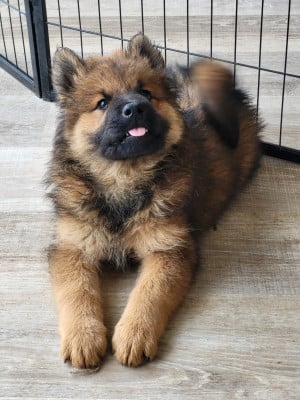 Les chiots de Eurasier
