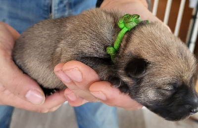 Les chiots de Eurasier