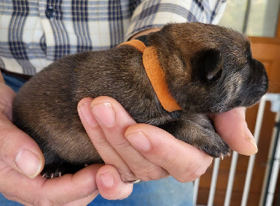 Les chiots de Eurasier