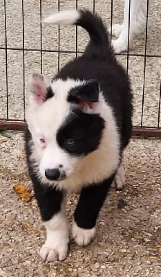 Les chiots de Laika de iakoutie