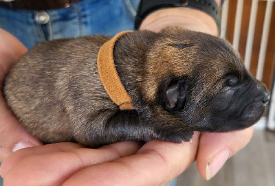 Les chiots de Eurasier