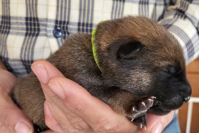 Les chiots de Eurasier