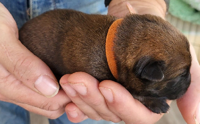 Les chiots de Eurasier