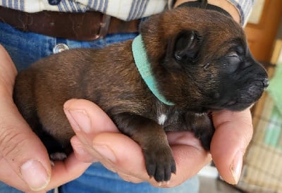 Les chiots de Eurasier