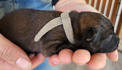 Les chiots de Eurasier