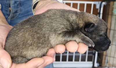Les chiots de Eurasier