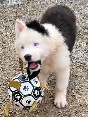 Les chiots de Laika de iakoutie