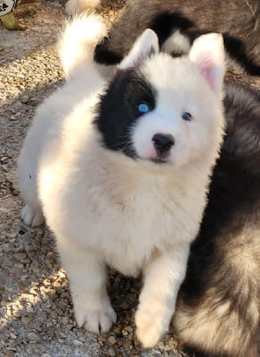 Les chiots de Laika de iakoutie