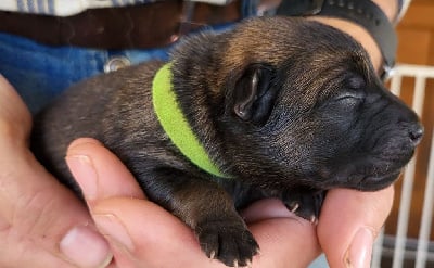 Les chiots de Eurasier