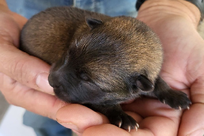 Les chiots de Eurasier