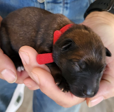 Les chiots de Eurasier